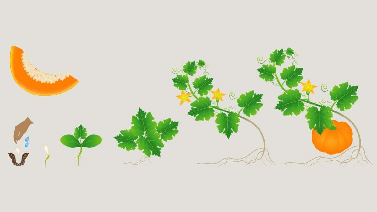 Pumpkin Growing Stages: The Complete Life Cycle Guide From Seed to Harvest 2 showing all of the pumpkin growing stages