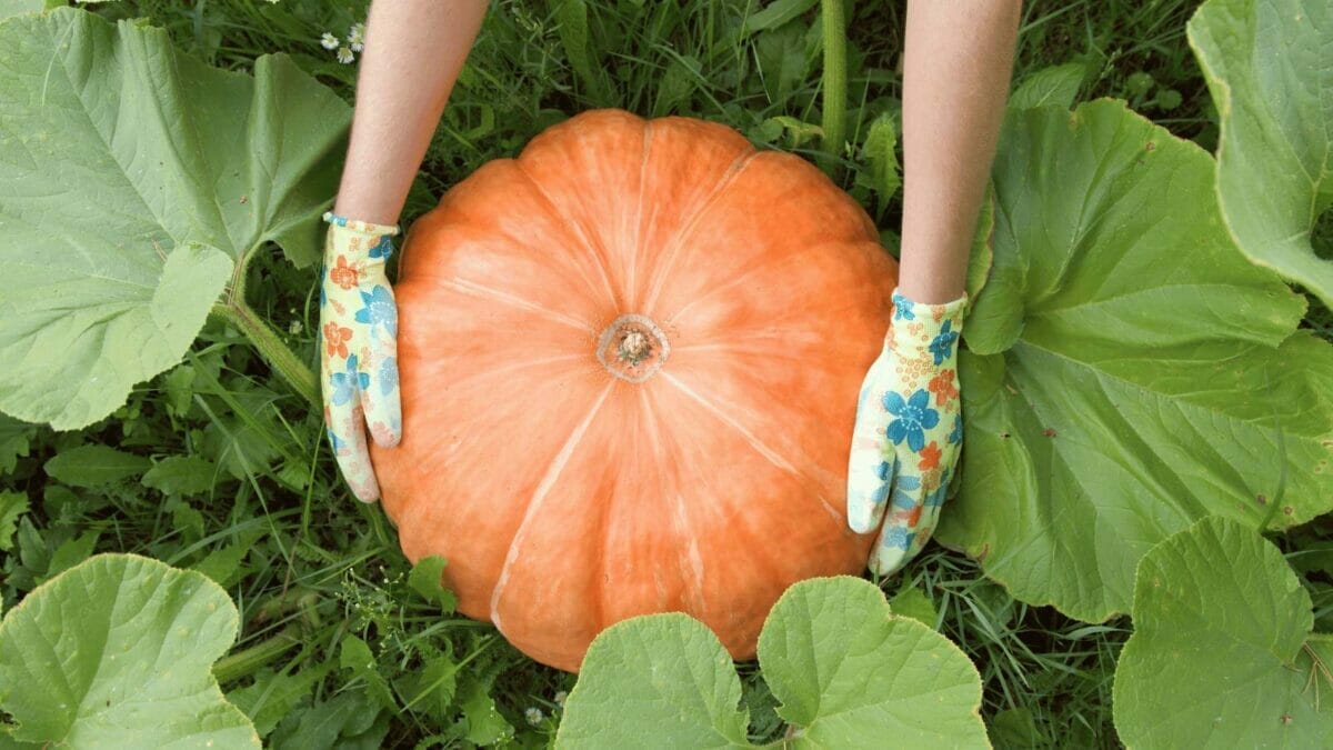 18 DIY Chicken Feed Ideas to Boost Egg Nutrition — No Store-Bought Feed Needed - pumpkin harvesting ss2148157281