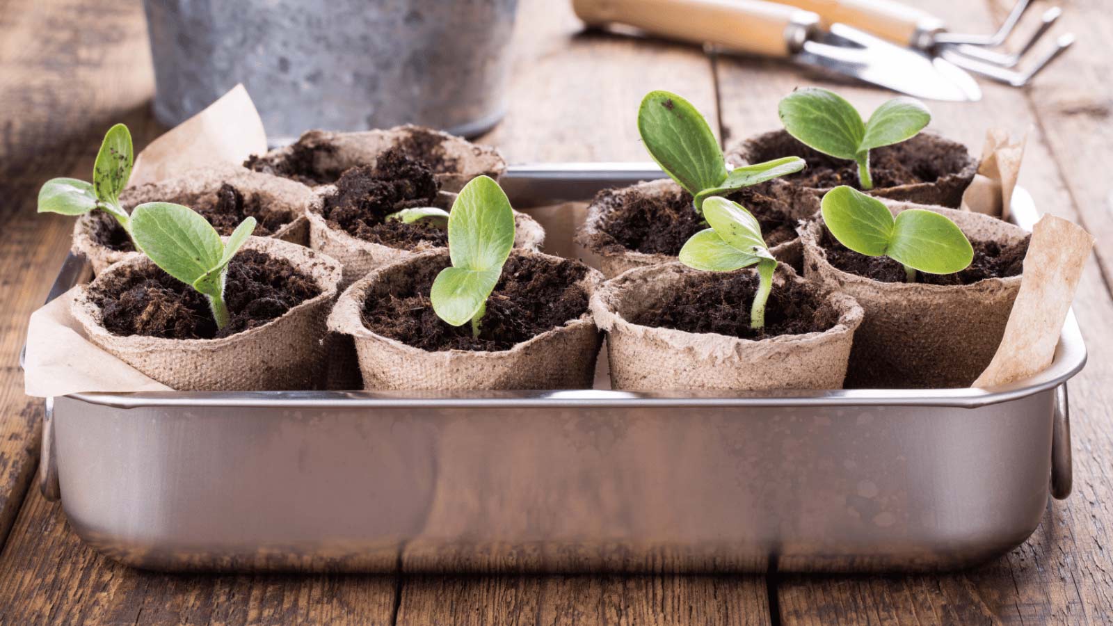 pumpkin-seedling-dp76973911 pumpkin seedling