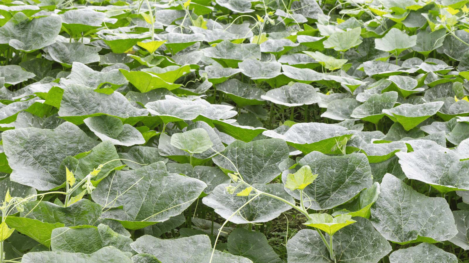 pumpkin-vines-ss472777138 pumpkin vines growing
