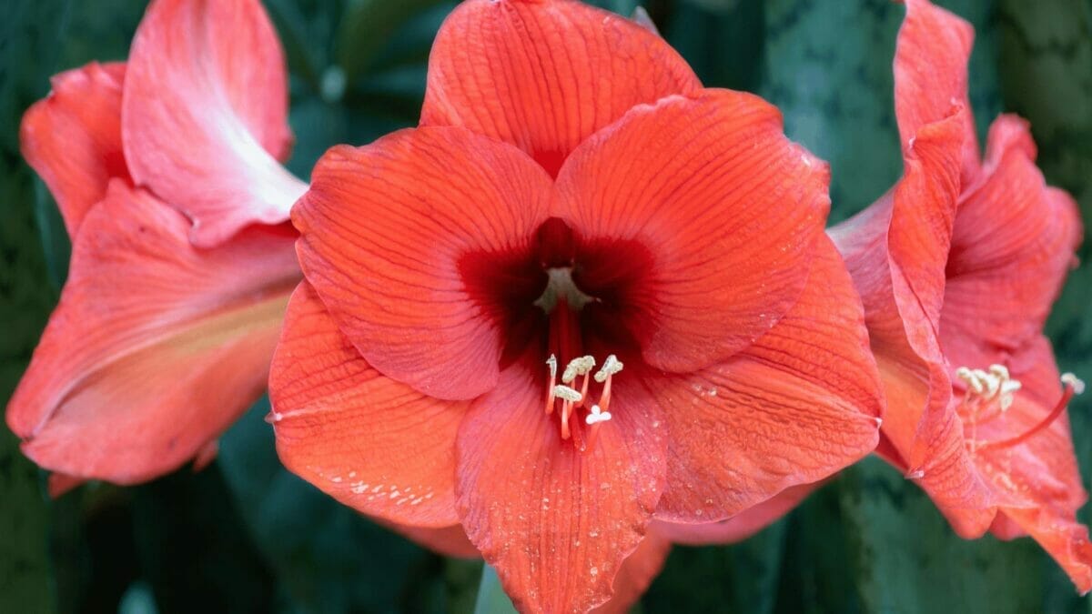 Naked Ladies Flowers: Lady Lilies That Will Leave You Speechless 2 red spider naked lady lily