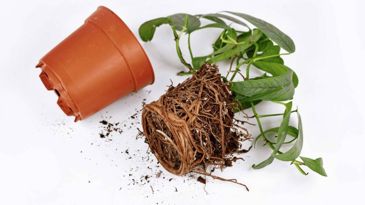 Cebu Blue Pothos: Care & Propagation Guide + 5 Problems to Avoid 5 repotting a cebu blue pothos plant