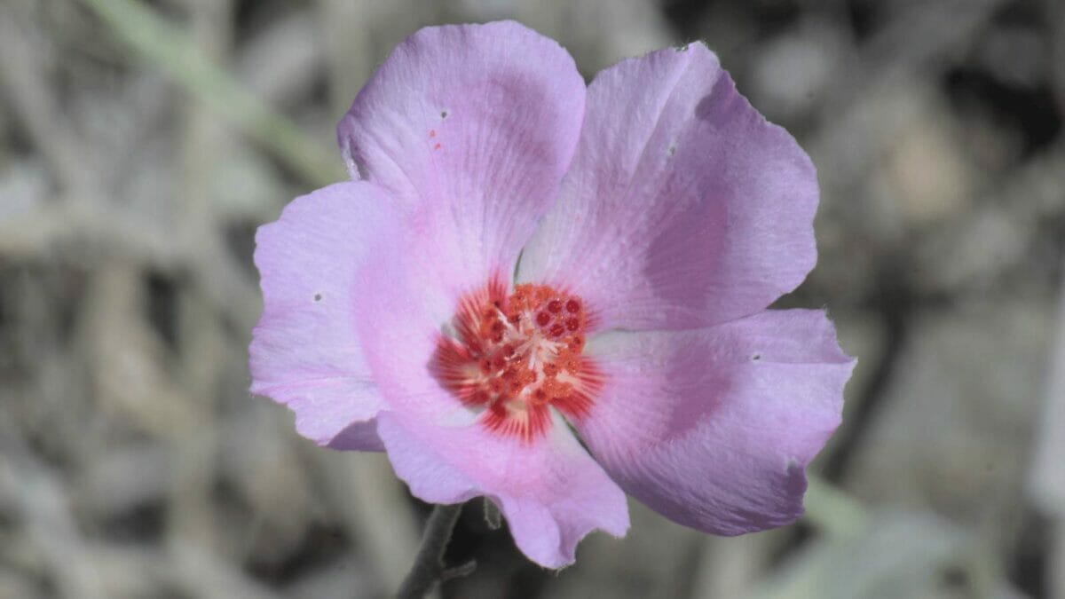 27 Rare Kinds of Hibiscus That Will Take Your Breath Away 18 Rock Hibiscus (Hibiscus denudatus)