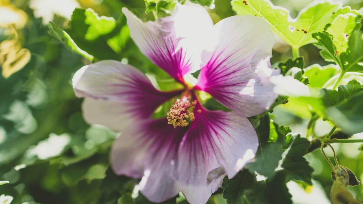 15 Stunning Shrubs to Transform Your Yard 10 15 Stunning Shrubs to Transform Your Yard - rose of sharon hibiscus dp395671488