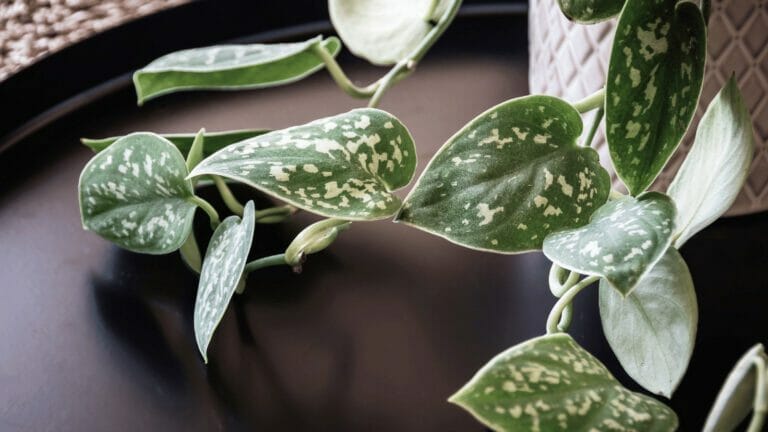 Pothos Growing Small Leaves? How to Fix in 6 Simple Steps 6 small leaves on a satin pothos plant.