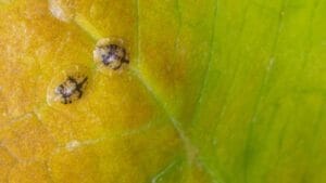 Scale on Pothos Plants: 6 Ways to Eliminate & How to Prevent 1 scale on pothos plant