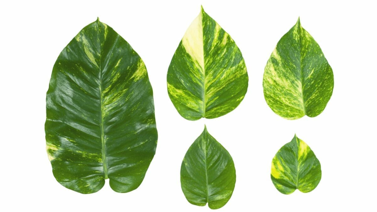 Pothos Growing Small Leaves? How to Fix in 6 Simple Steps 2 showing the different sizes of pothos leaves.