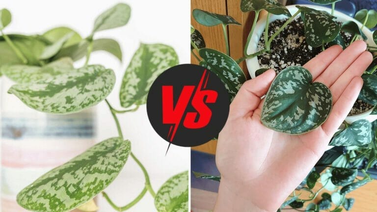 Silvery Ann vs Satin Pothos: Truth Revealed & Differences 2 silvery ann vs satin pothos plants