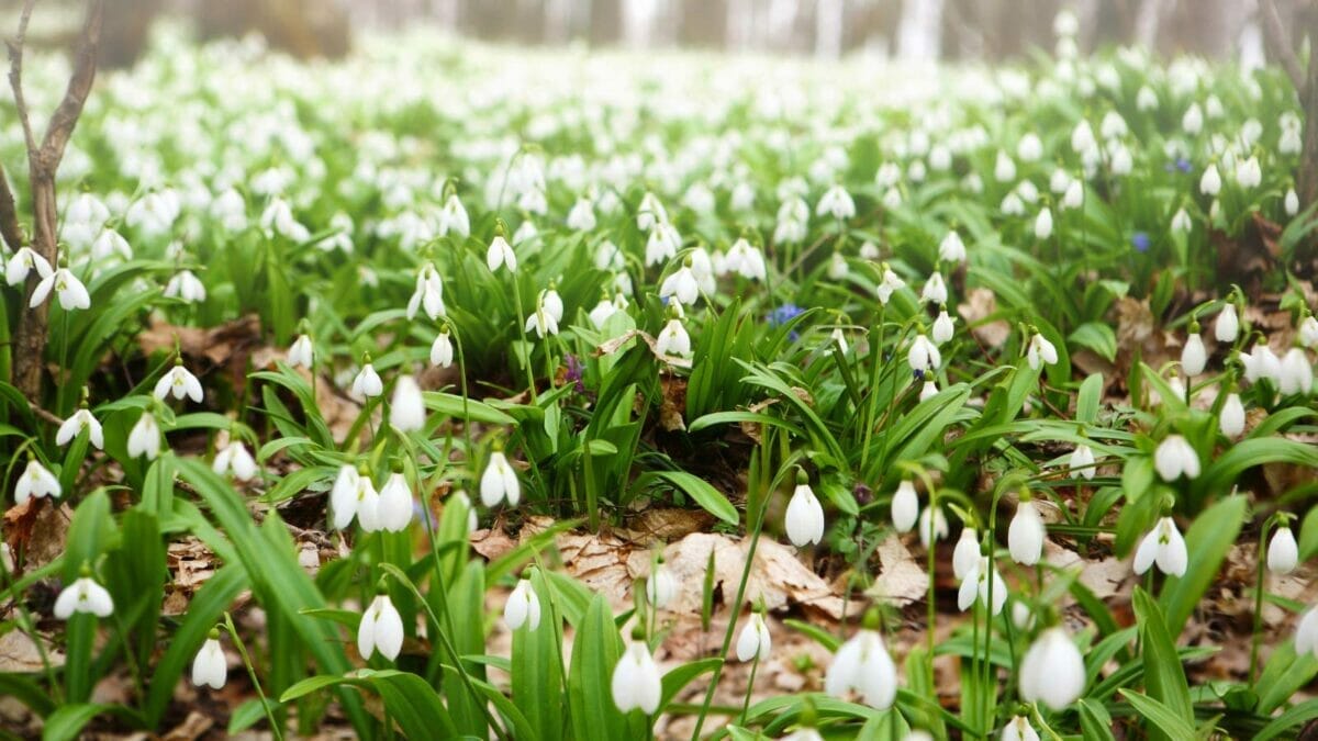 15 Stunning Flowering Bulbs & Tubers for Shady Backyards - snowdrop flowers dp104855976