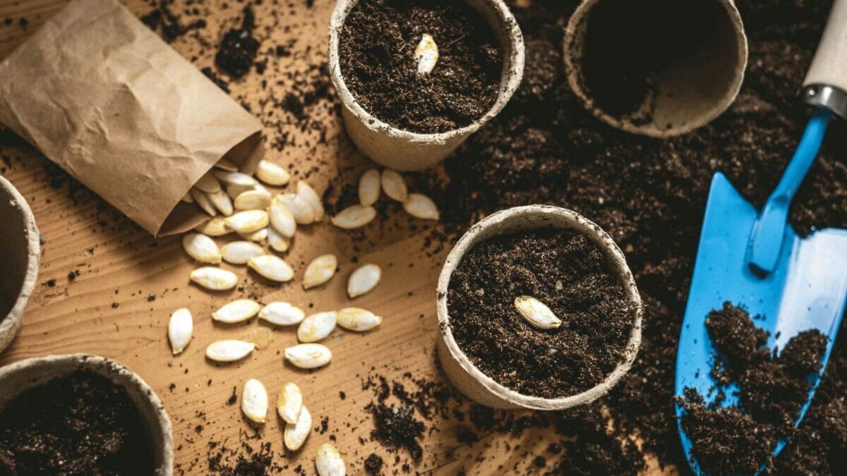 Last Call: Plant Your Pumpkins Now for Halloween 4 Last Call: Plant Your Pumpkins Now for Halloween - sowing pumpkin seeds ss1909873675