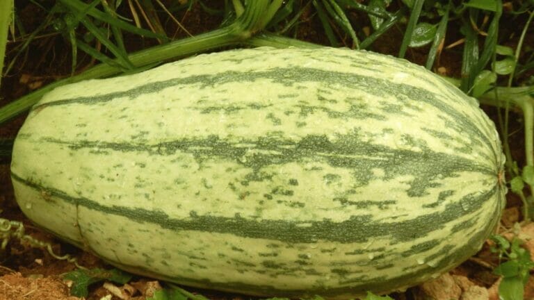 The 5 Spaghetti Squash Growing Stages Explained + Grow Tips 1 spaghetti squash growing in a garden