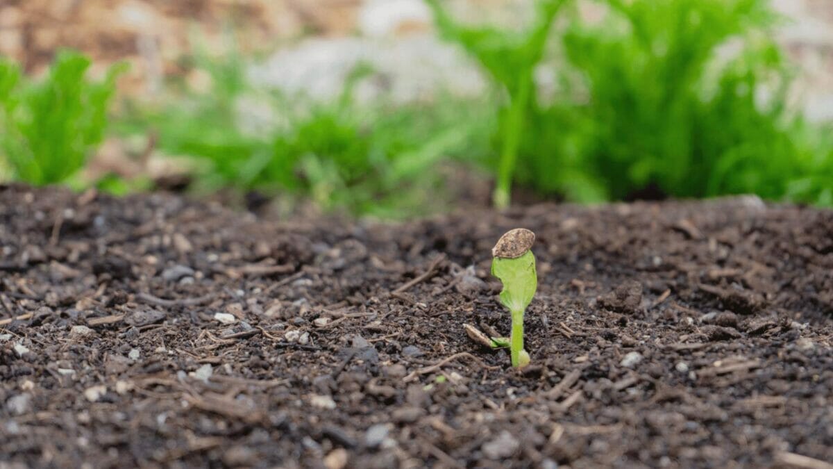 The 5 Spaghetti Squash Growing Stages Explained + Grow Tips 2 spaghetti squash seedling