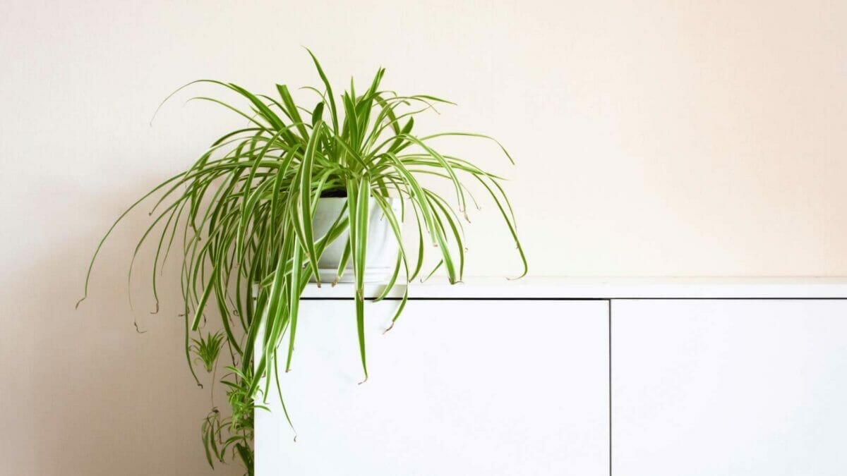 Breathe Easy: 30 Air-Purifying Bedroom Plants for Deeper, More Restful Sleep 11 Breathe Easy: 30 Air-Purifying Bedroom Plants for Deeper, More Restful Sleep - spider plant dp453588244
