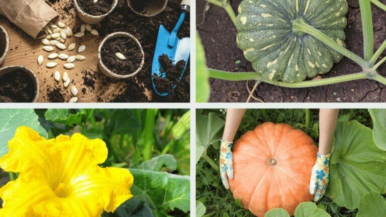 Pumpkin Growing Stages: The Complete Life Cycle Guide From Seed to Harvest 8 stages of growing a pumpkin
