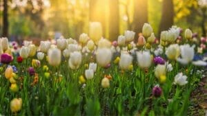 Stunning Spring Flowers That Are Beginning to Bloom 1 tulips blooming