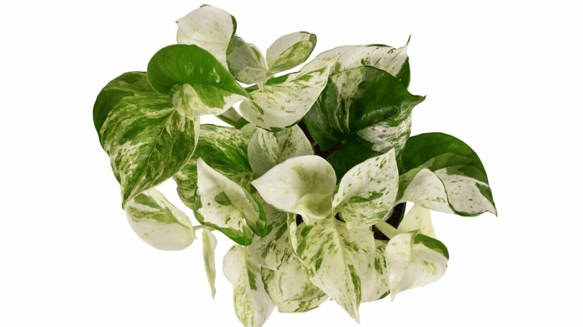 Why Are My Pothos Leaves Turning White? 8 Causes & Solutions 3 white pothos leaves
