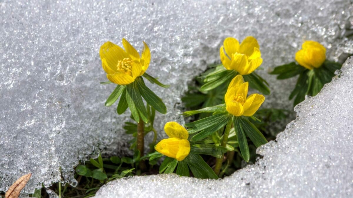 15 Cold-Resistant Winter Flowers for a Beautiful Garden Year-Round 4 15 Cold-Resistant Winter Flowers for a Beautiful Garden Year-Round - winter aconite flowers dp24749983