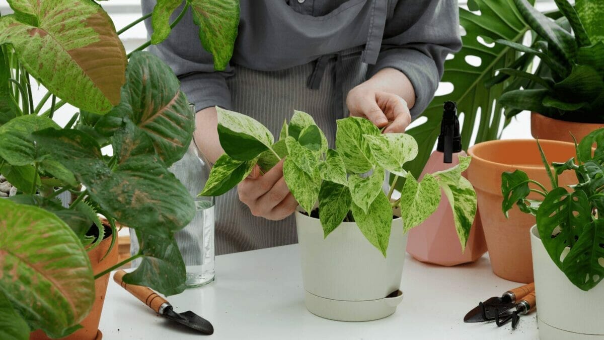 Pothos Growing Small Leaves? How to Fix in 6 Simple Steps 8 woman working on a pothos pot