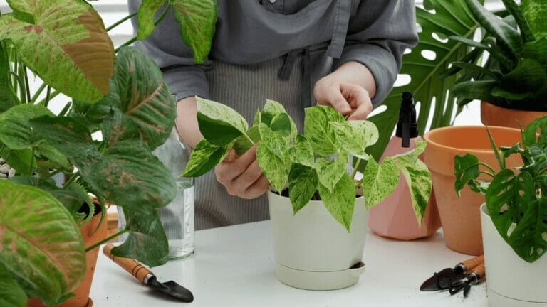 Best Pothos Pots: 7 Types & Top Picks for the Perfect Planter 2 woman working on a pothos pot