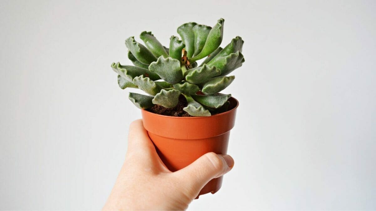 Different Types of Succulents You Won't Believe Exist (With Pictures) 2 Adromischus succulent