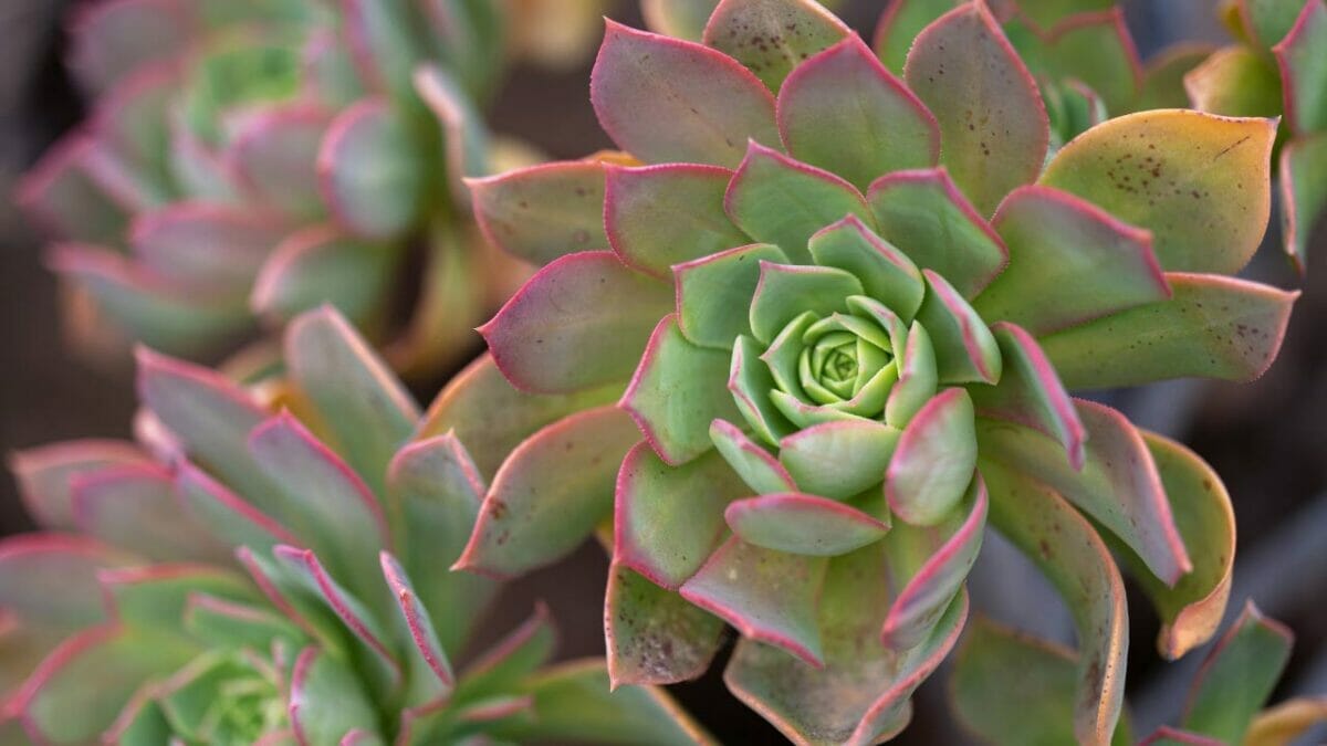 Different Types of Succulents You Won't Believe Exist (With Pictures) 3 Aeonium succulent