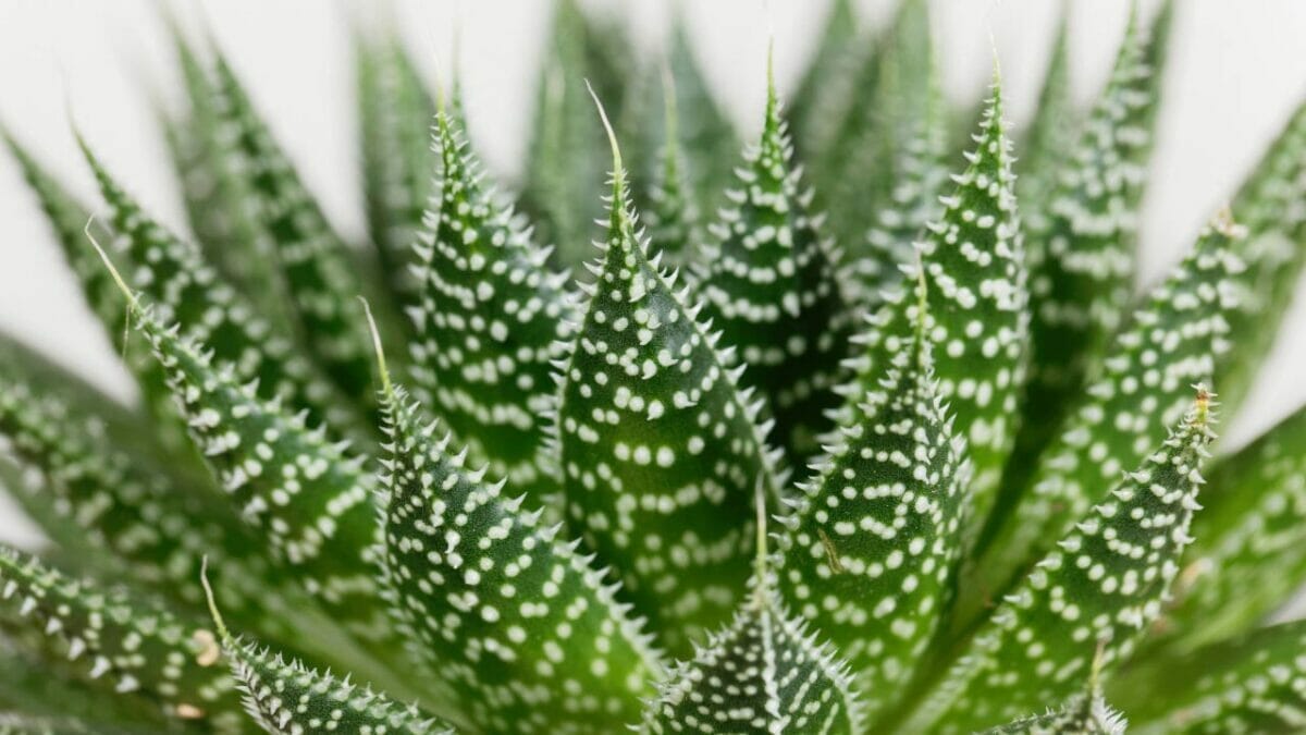 Different Types of Succulents You Won't Believe Exist (With Pictures) 5 Aloe aristata succulent
