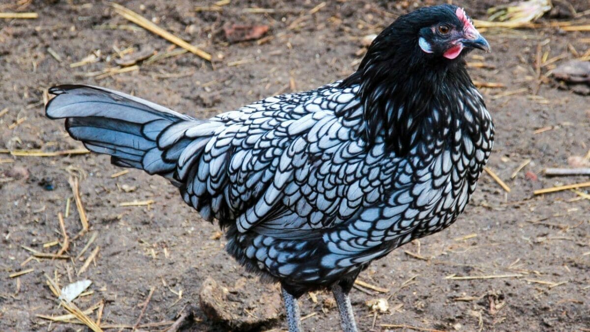 Rare Chicken Breeds: The World's Most Fascinating & Unusual Poultry 19 Ancona chicken breed