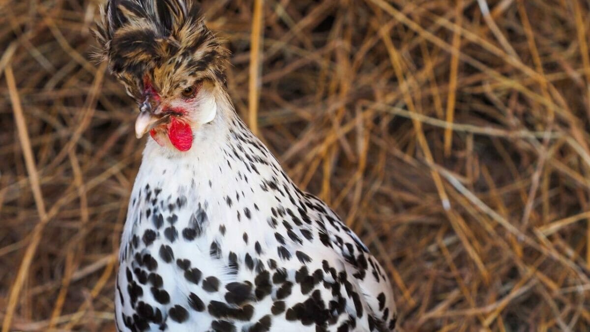 Rare Chicken Breeds: The World's Most Fascinating & Unusual Poultry 9 Appenzeller Spitzhauben chicken breed