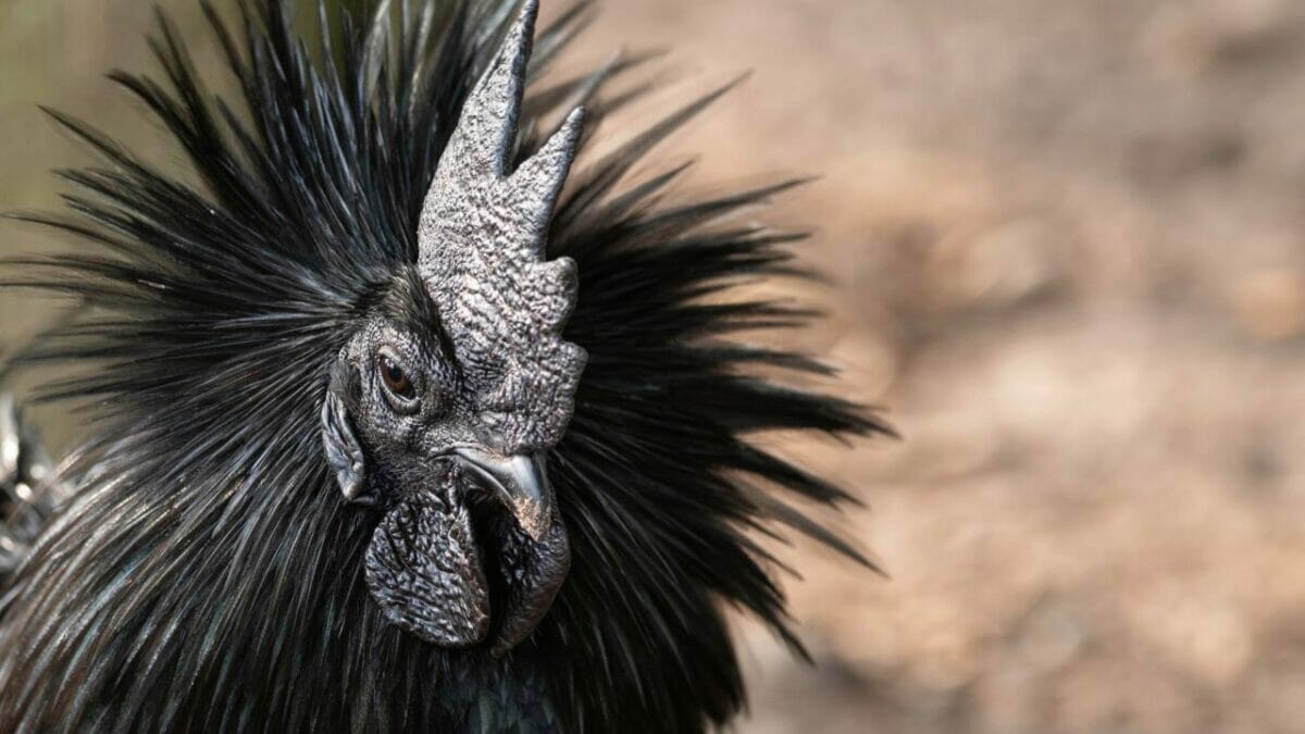 Rare Chicken Breeds: The World's Most Fascinating & Unusual Poultry 2 Ayam Cemani chicken breed