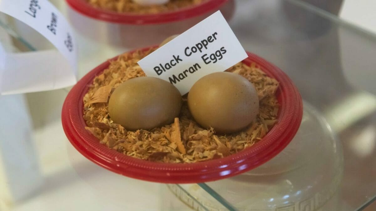 French Black Copper Marans: Friendly Chickens With Unique Eggs 4 eggs of a black copper marans chicken