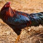 French Black Copper Marans: Friendly Chickens With Unique Eggs 28 french black chicken marans chicken hen