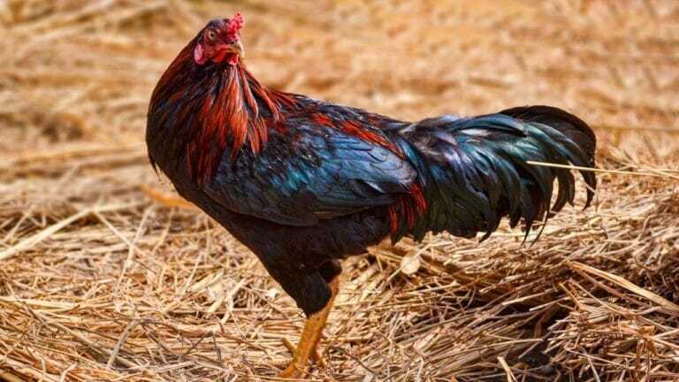 French Black Copper Marans: Friendly Chickens With Unique Eggs 9 french black chicken marans chicken hen