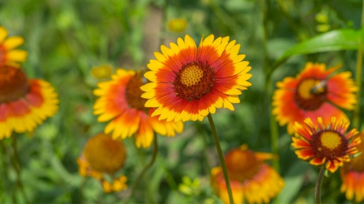 14 Gorgeous Sun Plants That Bloom All Summer 8 Blanket Flower