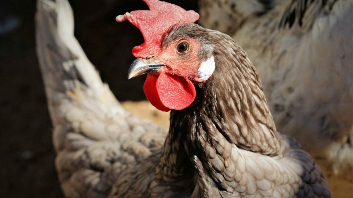 Rare Chicken Breeds: The World's Most Fascinating & Unusual Poultry 15 Blue Andalusian chicken breed