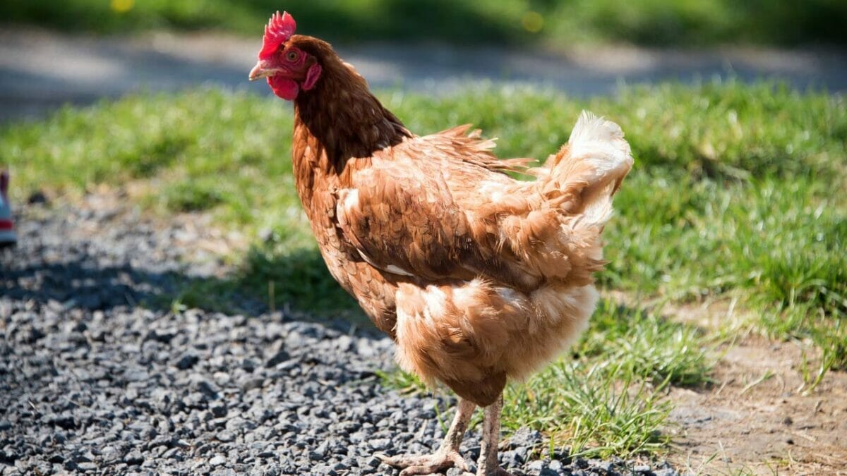 Rare Chicken Breeds: The World's Most Fascinating & Unusual Poultry 17 Catalana red chicken hen chicken breed