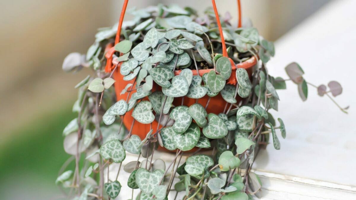 Different Types of Succulents You Won't Believe Exist (With Pictures) 6 Ceropegia woodii succulent