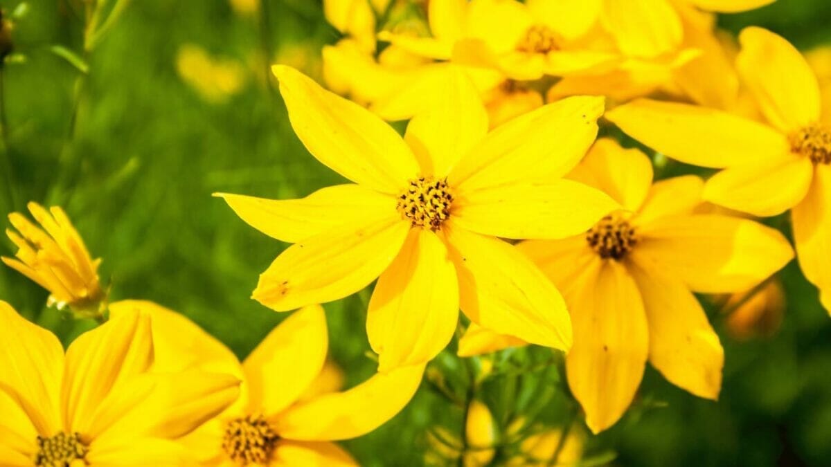 14 Gorgeous Sun Plants That Bloom All Summer 4 Coreopsis flower