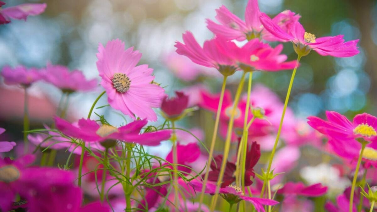 14 Gorgeous Sun Plants That Bloom All Summer 13 Cosmos Flower