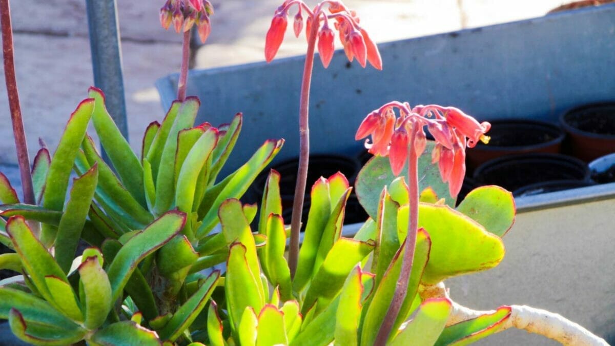 Different Types of Succulents You Won't Believe Exist (With Pictures) 8 Cotyledon orbiculata succulent