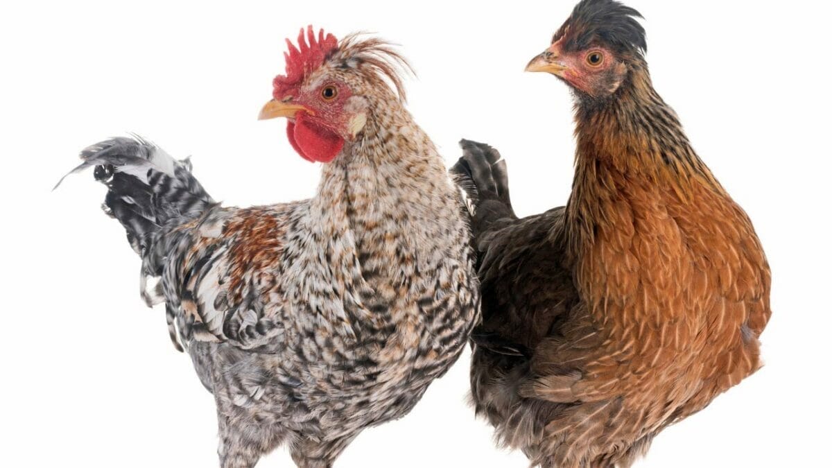 Rare Chicken Breeds: The World's Most Fascinating & Unusual Poultry 13 Cream Legbar rare chicken breed
