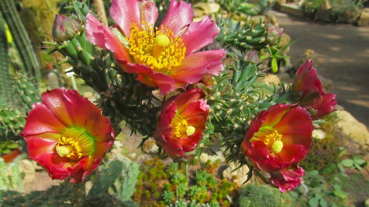 Different Types of Succulents You Won't Believe Exist (With Pictures) 10 Cylindropuntia imbricata succulent