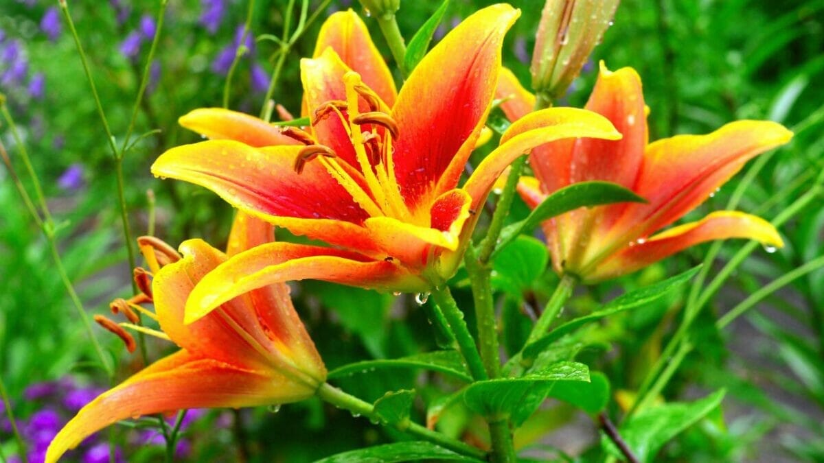 Say Goodbye to Weeding: 14 Perennial Wildflowers for a Carefree Garden - Daylily Flower dp164223238