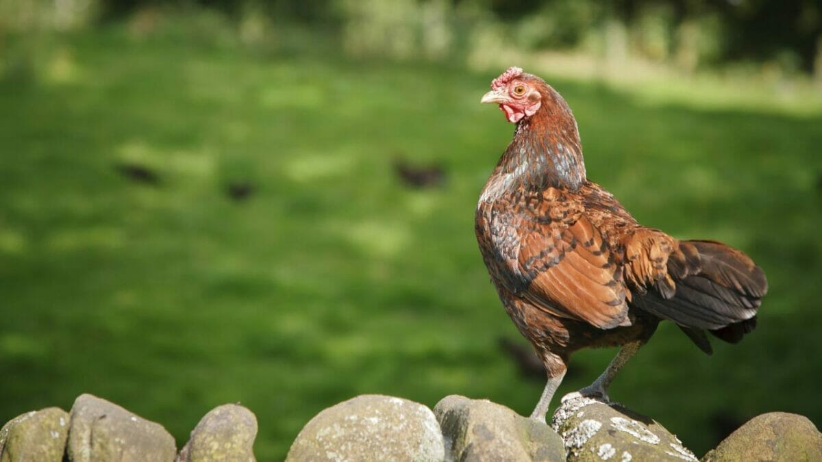 Rare Chicken Breeds: The World's Most Fascinating & Unusual Poultry 21 Derbyshire Redcap chicken breed