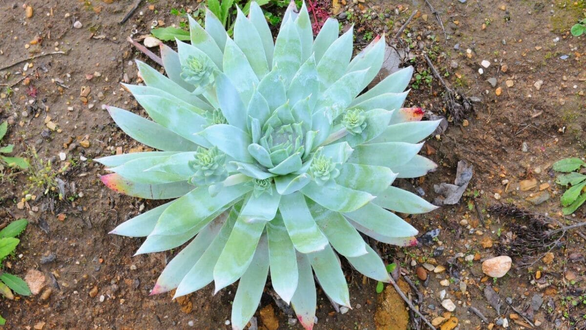 Different Types of Succulents You Won't Believe Exist (With Pictures) 12 Dudleya brittonii succulent plant