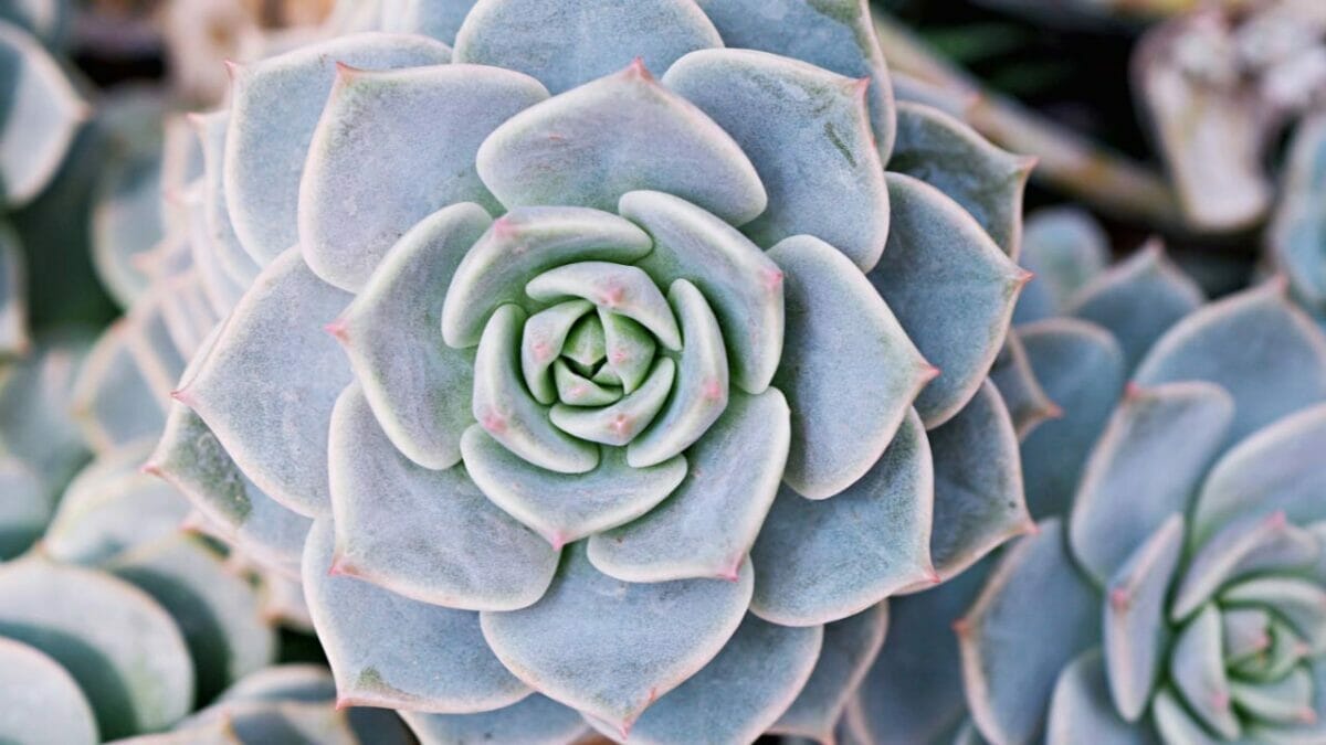 Different Types of Succulents You Won't Believe Exist (With Pictures) 13 Echeveria elegans