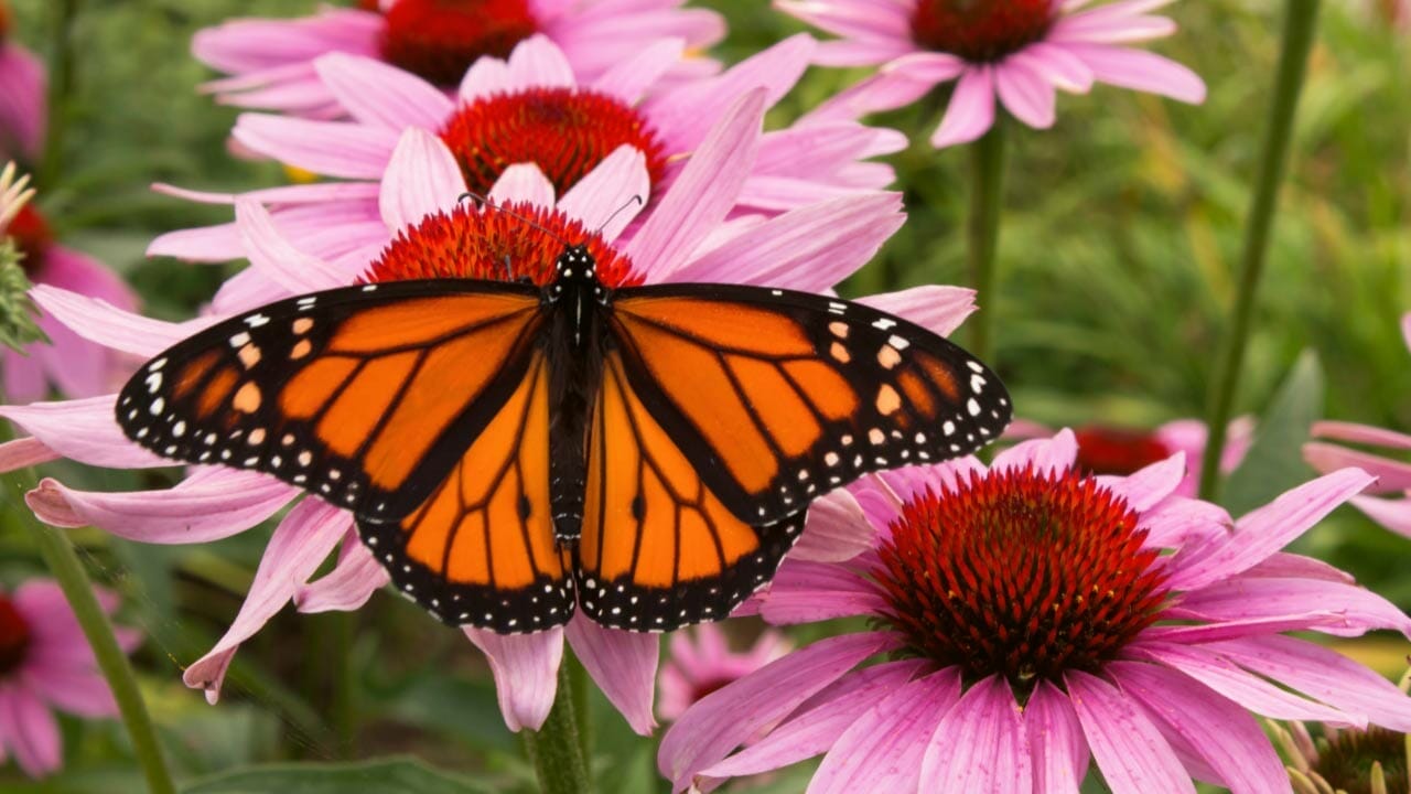 10 Best Chamomile Companion Plants & 3 You Should Avoid 11 Echinacea flower