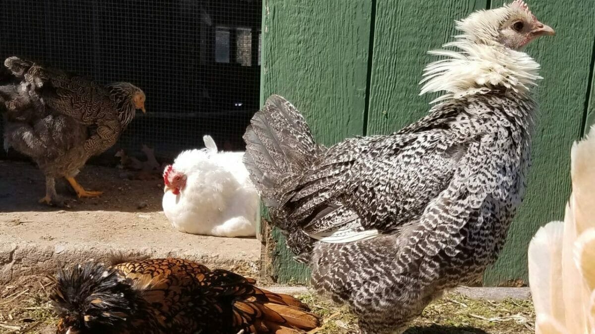 Rare Chicken Breeds: The World's Most Fascinating & Unusual Poultry 16 Egyptian Fayoumi chicken breed