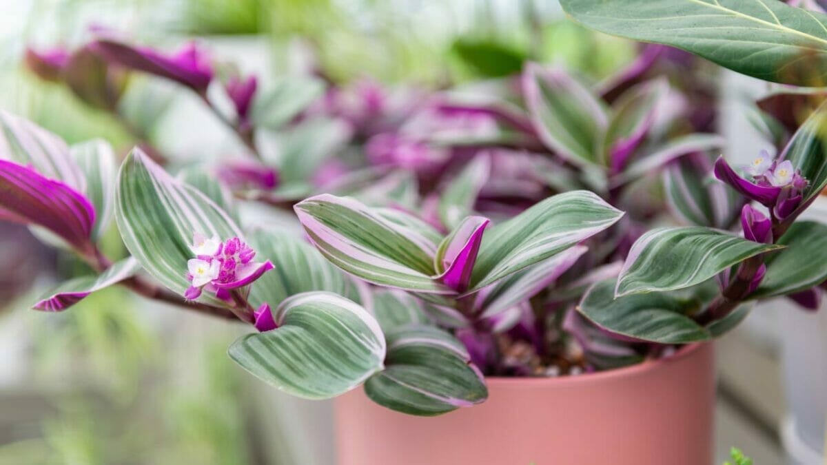 Fantasy Venice: Enchanting Tradescantia Nanouk Plant Care & Tips 3 Fantasy Venice plant