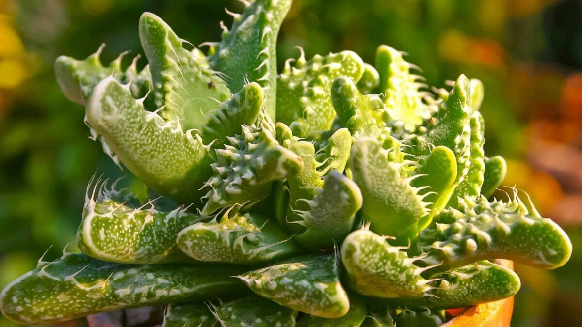 Different Types of Succulents You Won't Believe Exist (With Pictures) 15 Faucaria tigrina succulent plant