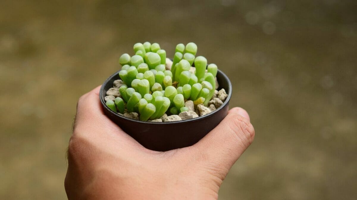 Different Types of Succulents You Won't Believe Exist (With Pictures) 16 Fenestraria rhopalophylla succulent